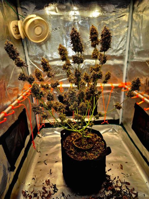Pink Rozay Original Sensible Seeds. Week 18
