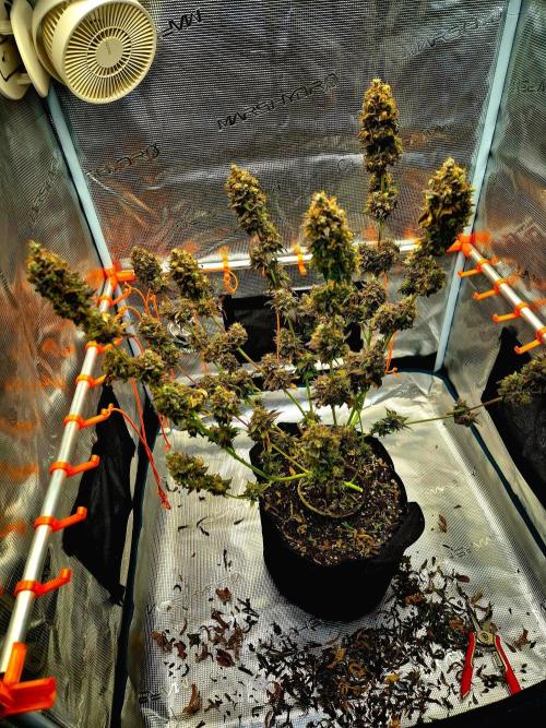 Pink Rozay Original Sensible Seeds. Week 18