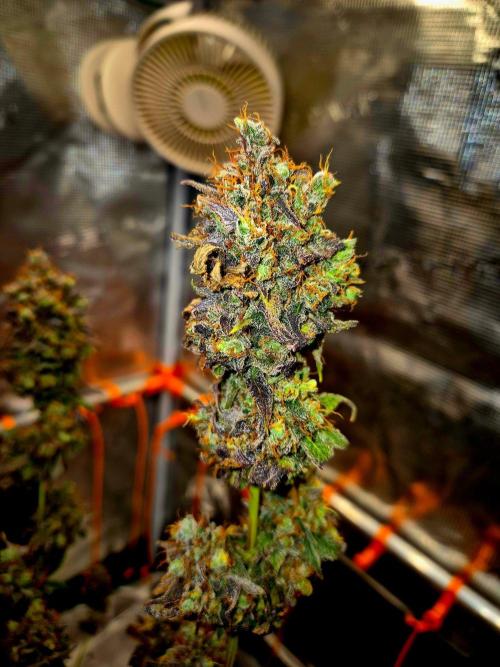 Pink Rozay Original Sensible Seeds. Week 18