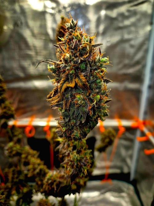 Pink Rozay Original Sensible Seeds. Week 18