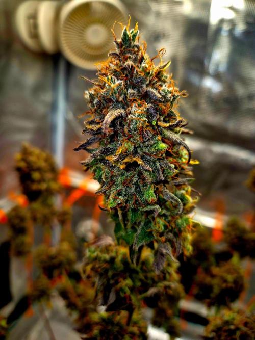 Pink Rozay Original Sensible Seeds. Week 18