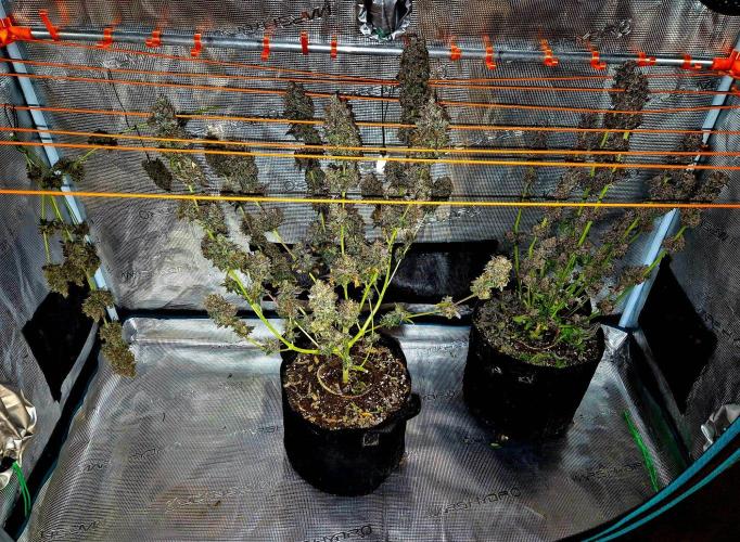 Pink Rozay Original Sensible Seeds. Week 18
