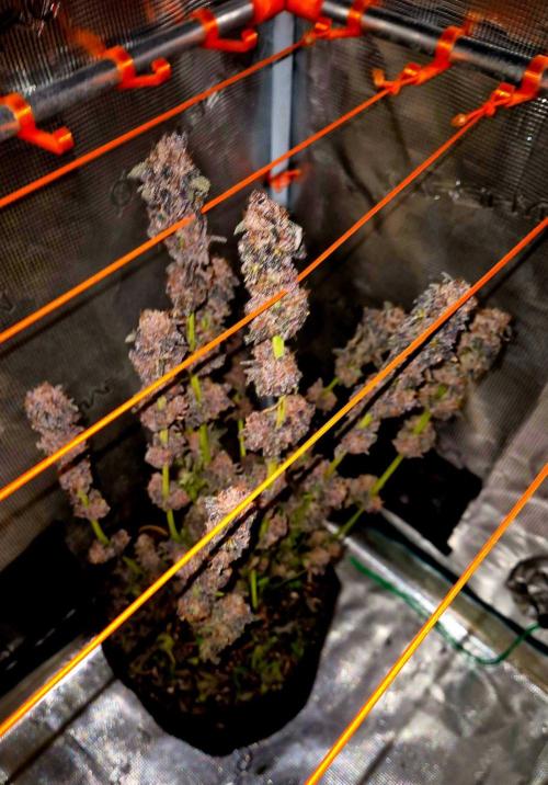 Papaya Stank (Elfi). Week 17
