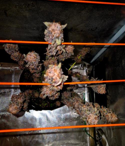 Papaya Stank (Elfi). Week 17