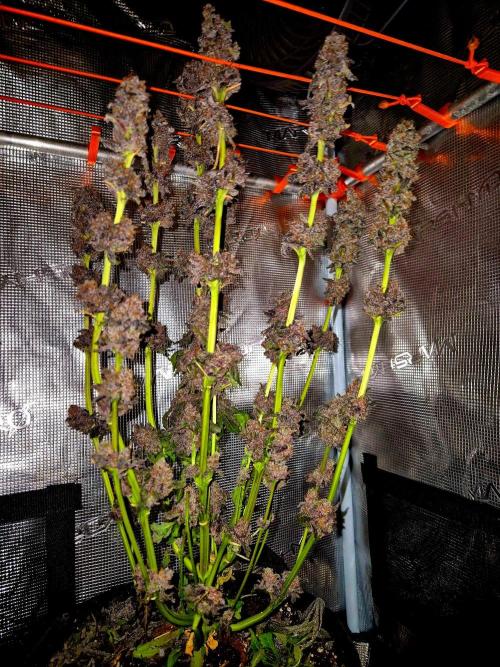 Papaya Stank (Elfi). Week 17