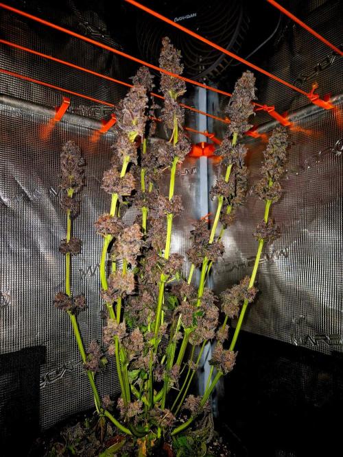Papaya Stank (Elfi). Week 17