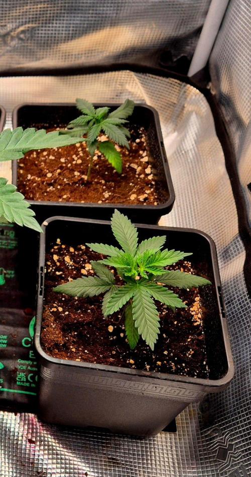 Future Frost by Holy Jeremaiah Genetics. Week 4