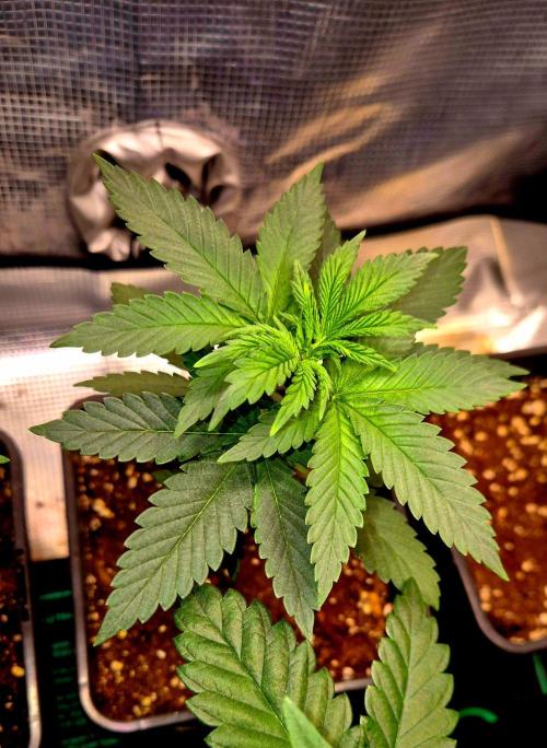 Mental Rainbow (CCG) Sweet Seeds. Week 4