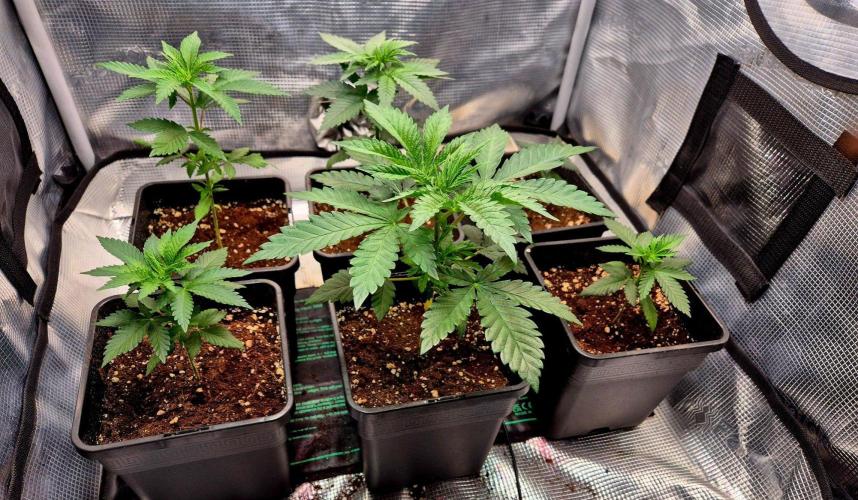 Mental Rainbow (CCG) Sweet Seeds. Week 4