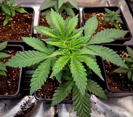 Mental Rainbow (CCG) Sweet Seeds. Week 4