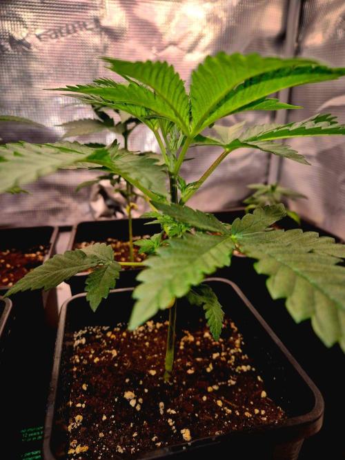 Mental Rainbow (CCG) Sweet Seeds. Week 4