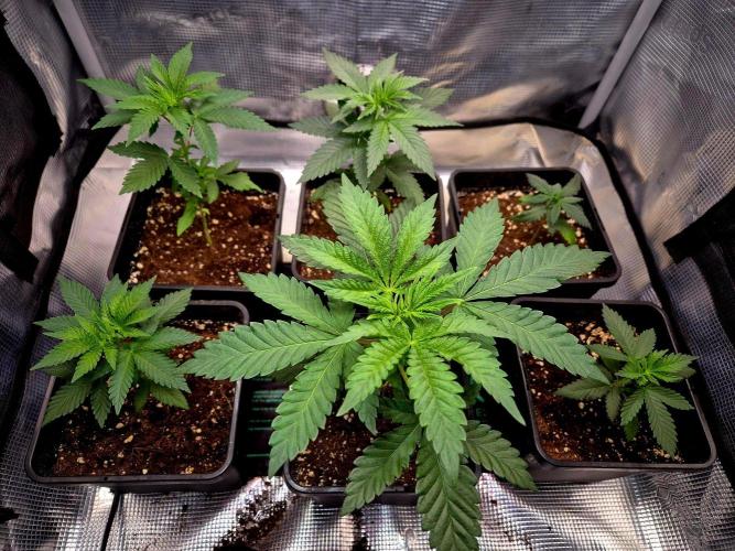 Mental Rainbow (CCG) Sweet Seeds. Week 4