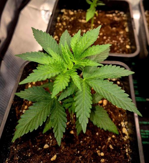 California Indica (CCG) Sensi-Seeds. Week 4