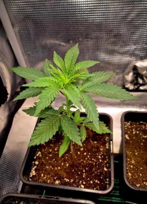 California Indica (CCG) Sensi-Seeds. Week 4
