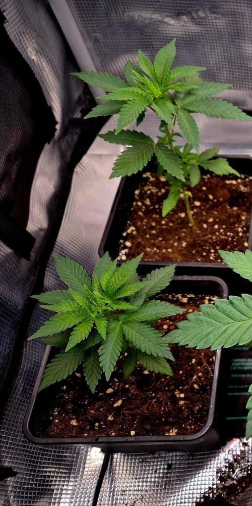 California Indica (CCG) Sensi-Seeds. Week 4