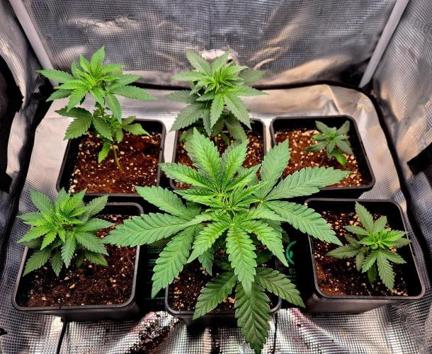 California Indica (CCG) Sensi-Seeds. Week 4