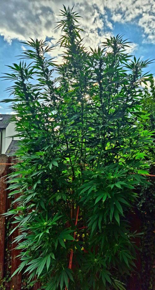 Garbage Lady (Big Mama). Week 25