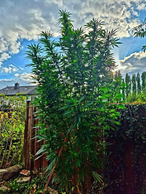 Garbage Lady (Big Mama). Week 25