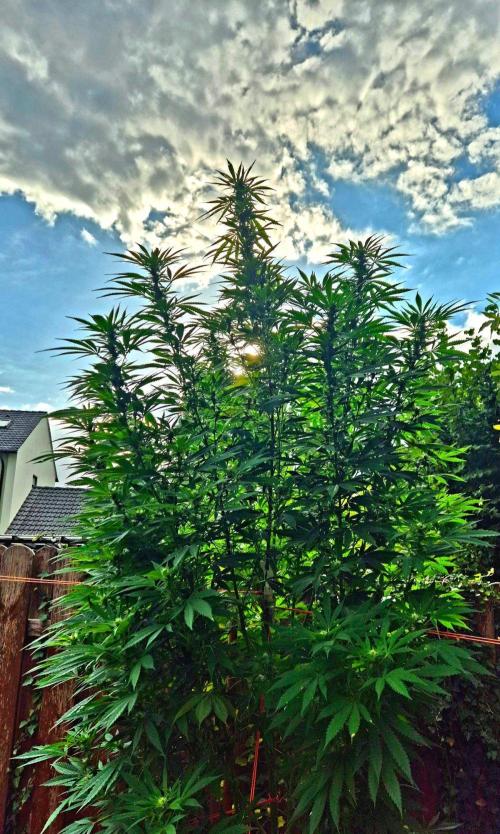 Garbage Lady (Big Mama). Week 25
