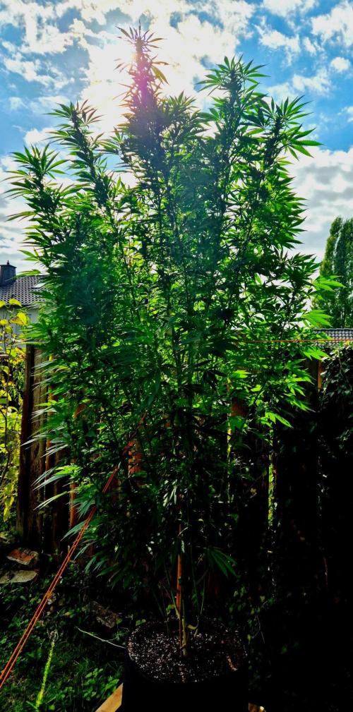 Garbage Lady (Big Mama). Week 25