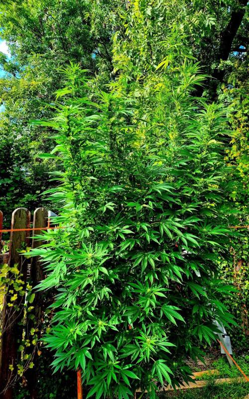 Garbage Lady (Big Mama). Week 25