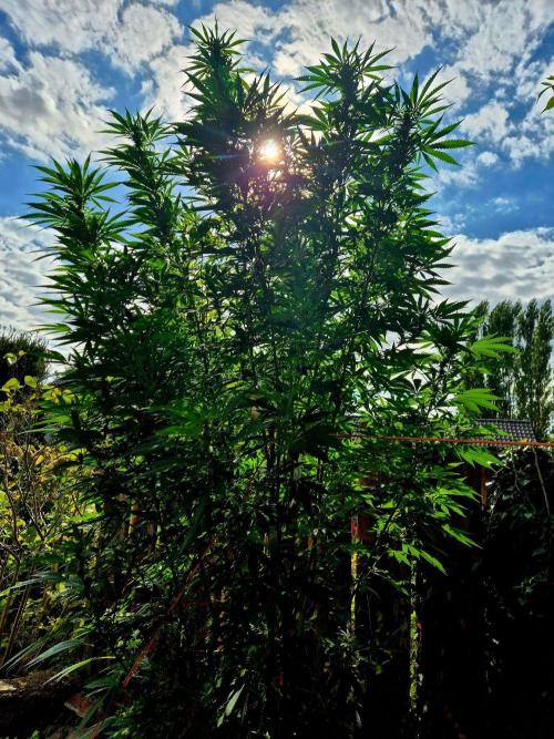 Garbage Lady (Big Mama). Week 25