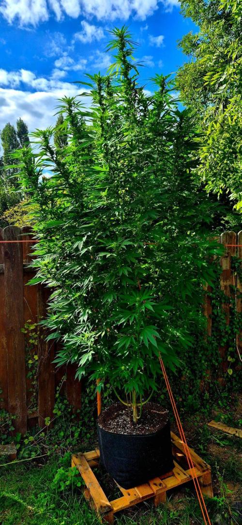 Garbage Lady (Big Mama). Week 25