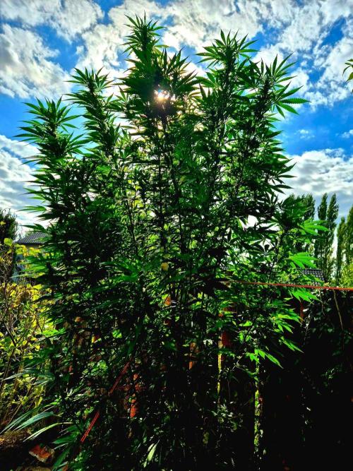 Garbage Lady (Big Mama). Week 25