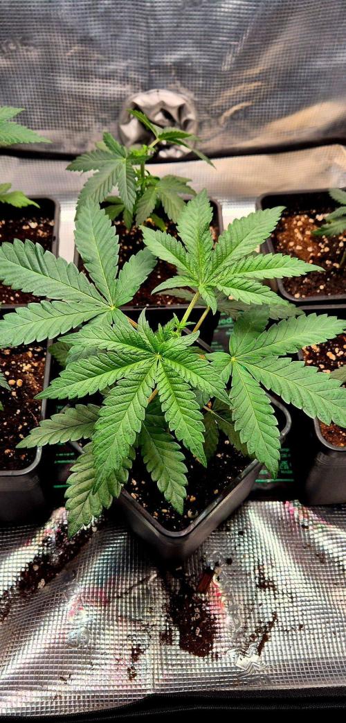Mental Rainbow (CCG) Sweet Seeds. Week 4