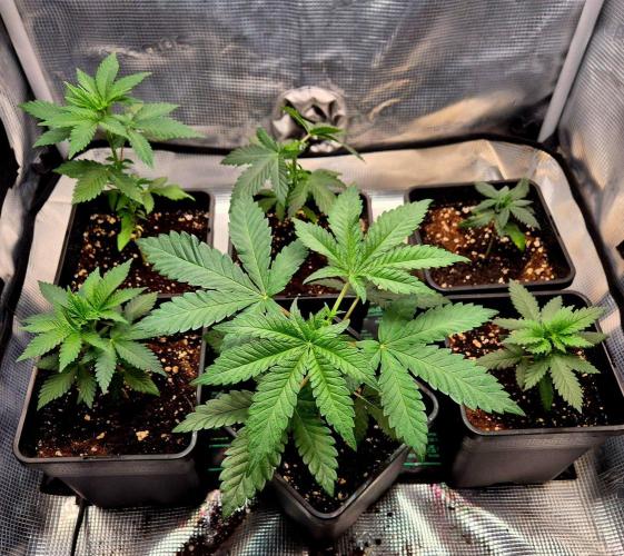 Mental Rainbow (CCG) Sweet Seeds. Week 4