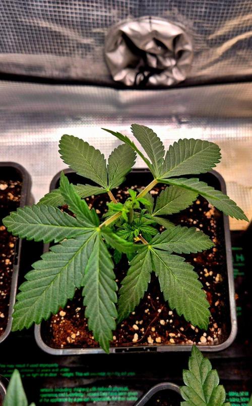 Mental Rainbow (CCG) Sweet Seeds. Week 4
