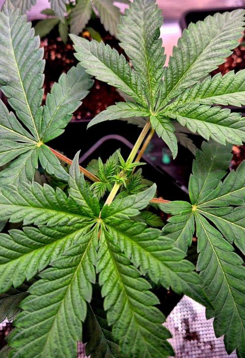 Mental Rainbow (CCG) Sweet Seeds. Week 4