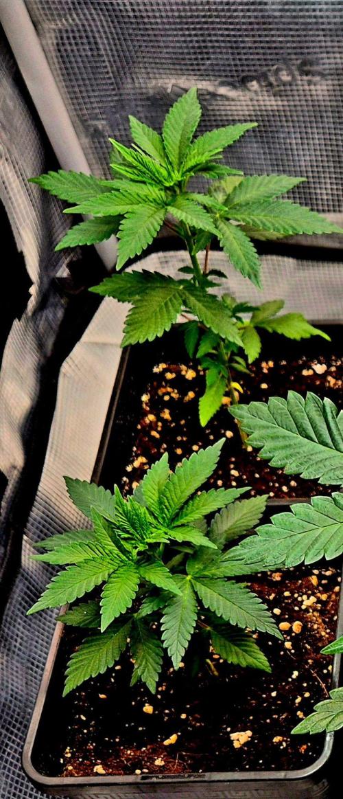 California Indica (CCG) Sensi-Seeds. Week 4