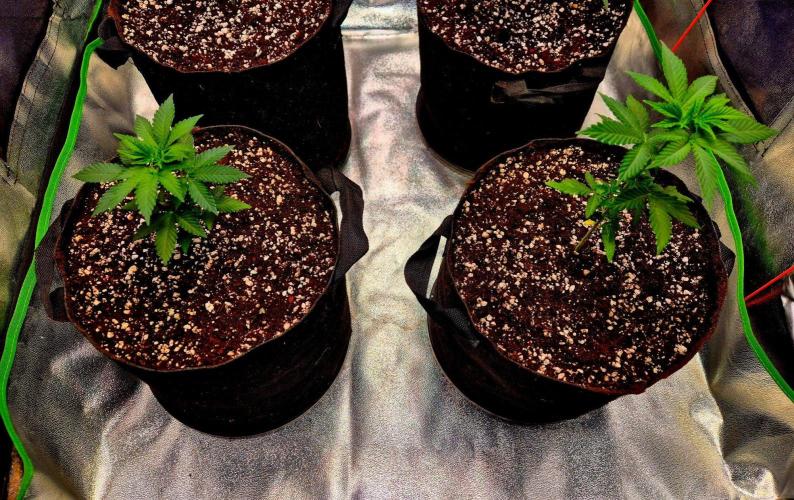 California Indica (CCG) Sensi-Seeds. Week 4