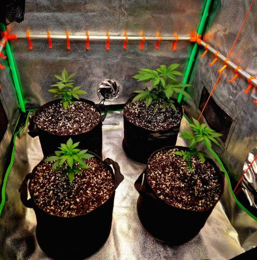 California Indica (CCG) Sensi-Seeds. Week 4