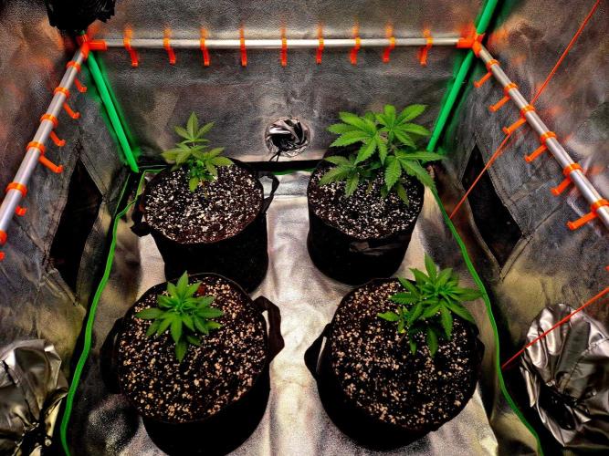 Mental Rainbow (CCG) Sweet Seeds. Week 4