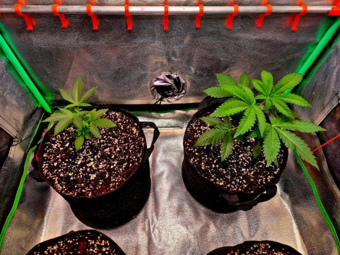 Mental Rainbow (CCG) Sweet Seeds. Week 4