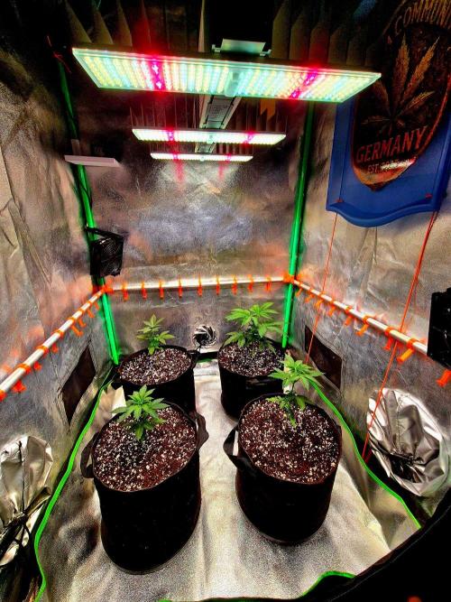 Mental Rainbow (CCG) Sweet Seeds. Week 4