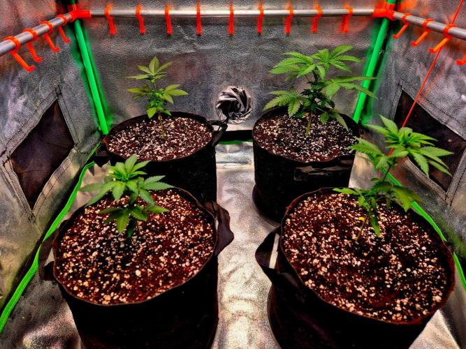 Mental Rainbow (CCG) Sweet Seeds. Week 4