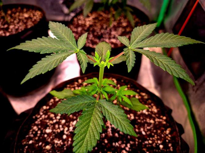 California Indica (CCG) Sensi-Seeds. Week 4