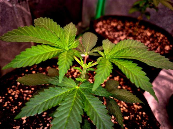 California Indica (CCG) Sensi-Seeds. Week 4