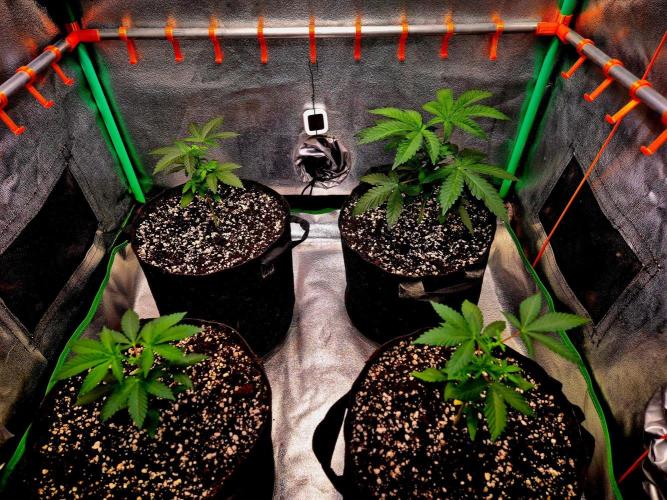 California Indica (CCG) Sensi-Seeds. Week 4