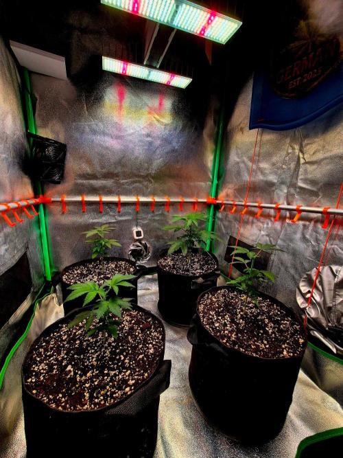 California Indica (CCG) Sensi-Seeds. Week 4