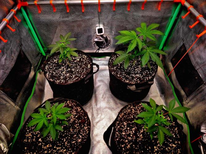 Mental Rainbow (CCG) Sweet Seeds. Week 4