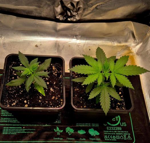Future Frost by Holy Jeremaiah Genetics. Week 4
