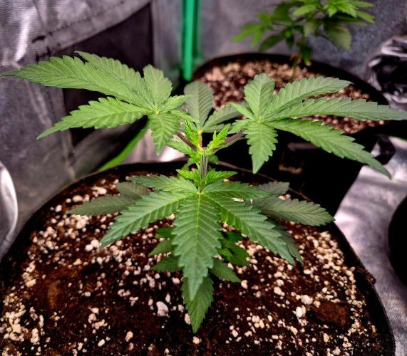 California Indica (CCG) Sensi-Seeds. Week 4