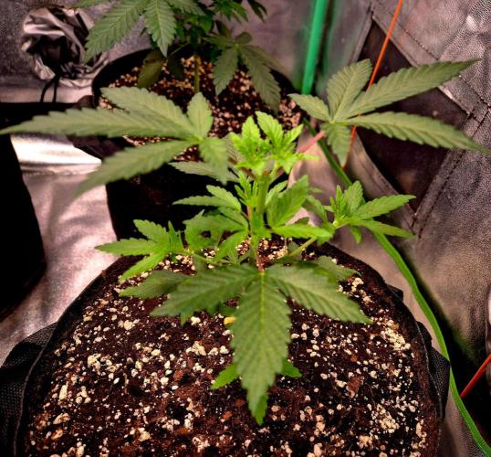 California Indica (CCG) Sensi-Seeds. Week 4