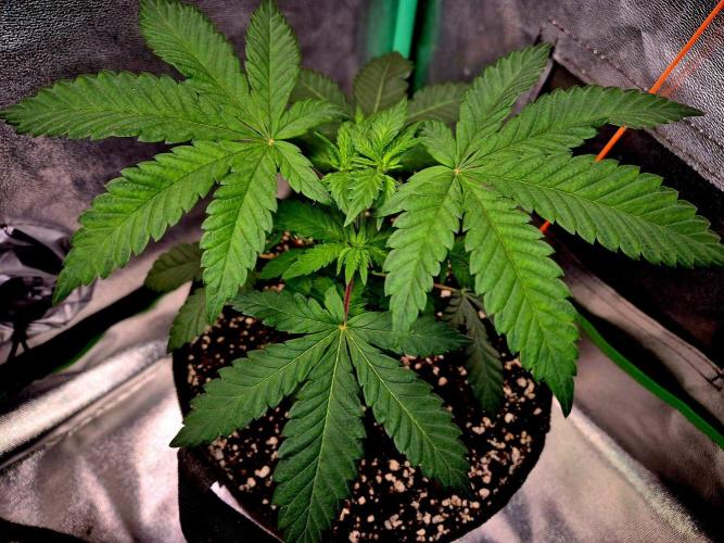 Mental Rainbow (CCG) Sweet Seeds. Week 4
