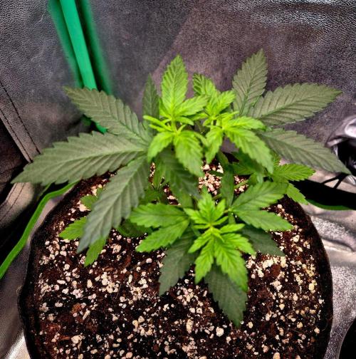 Mental Rainbow (CCG) Sweet Seeds. Week 4