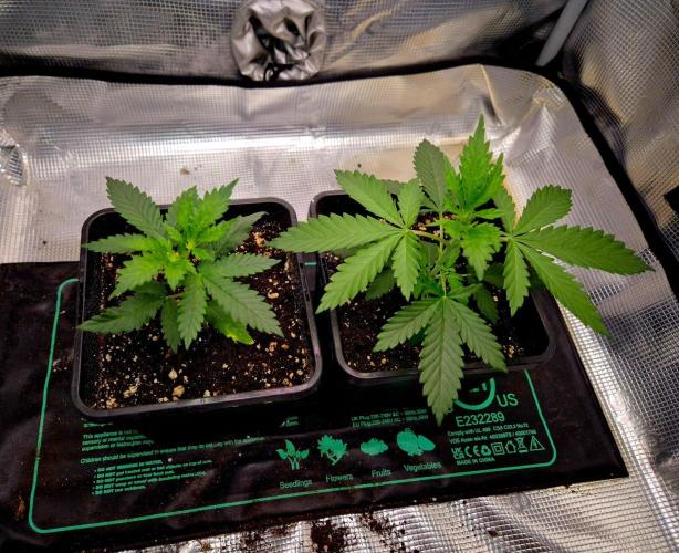 Future Frost by Holy Jeremaiah Genetics. Week 4